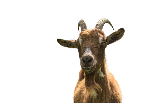 Goat isolated on white background closeup. Front view