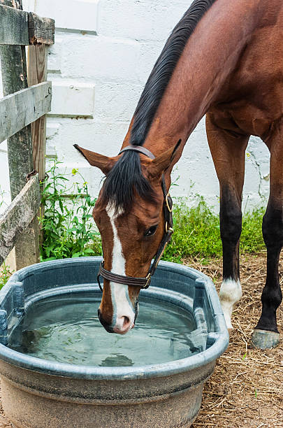 Horse drinking from water trough outside