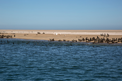 Namibia, Skeleton Coast with seals