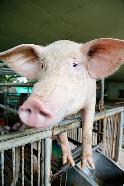 istock Sow in farrowing 516775515