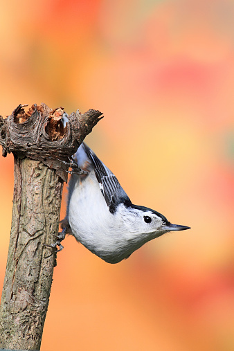 White-breasted Nuthatch (sitta carolinensis) on an branch with a colorful background