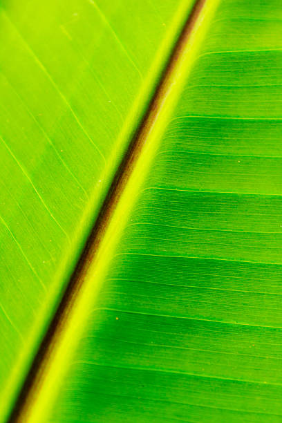 istock closeup of banana leaf texture 516779675