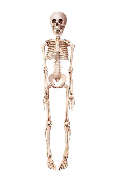 Photo of Skeleton isolated on white