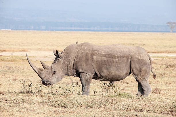 nosorożce - rhinoceros savannah outdoors animals in the wild zdjęcia i obrazy z banku zdjęć