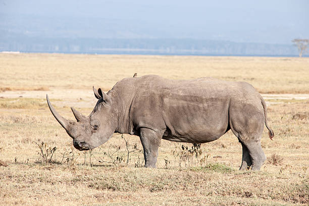 rhino - rhinoceros savannah outdoors animals in the wild стоковые фото и изображения