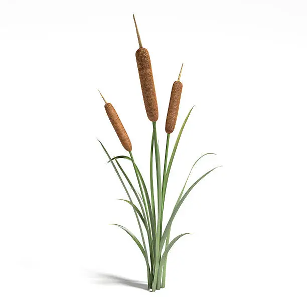 Photo of Cattail Plant