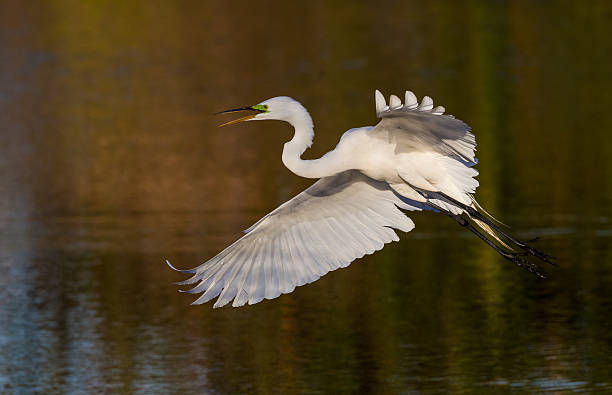 istock Great white egret in golden light 516783093
