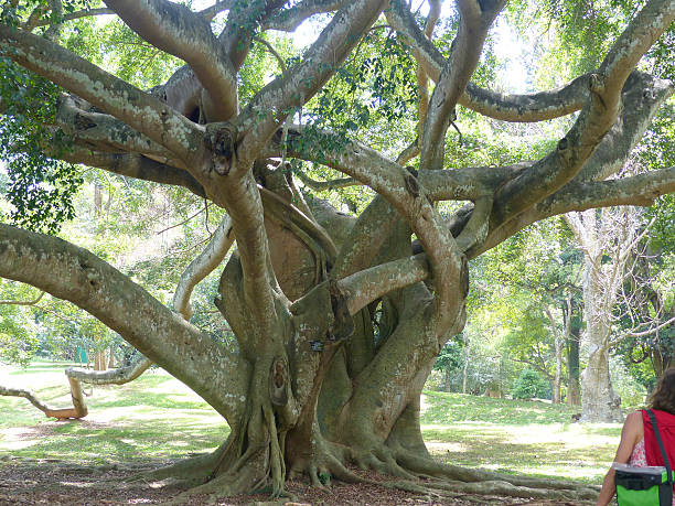 istock Sri Lanka bicycle round trip 516786228