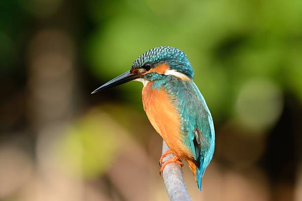 istock male common kingfisher 516786312