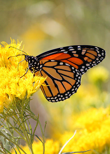 istock Monarch Butterfly on Flowers 516786522