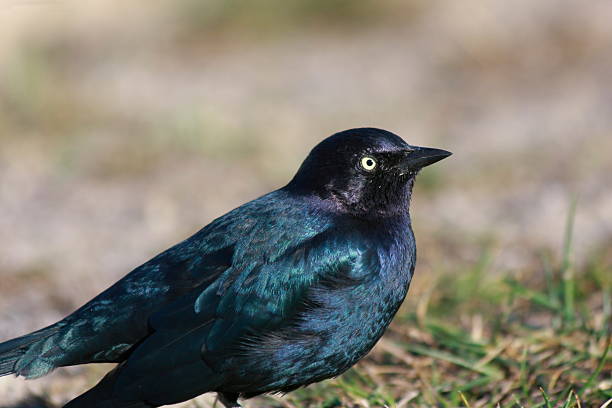 istock Brewer's Blackbird male 516786828