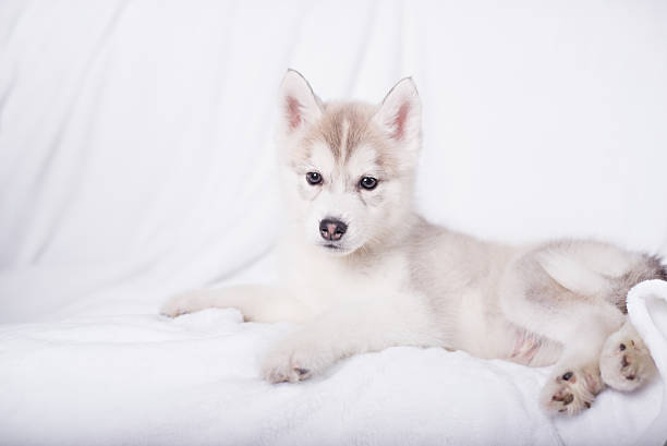 istock Cute little puppy sit on white background 516787054
