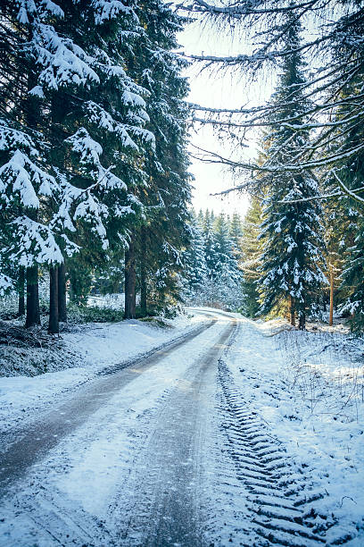 istock coniferous forest road in winter III 516787170