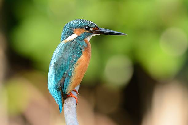 istock male common kingfisher 516787384