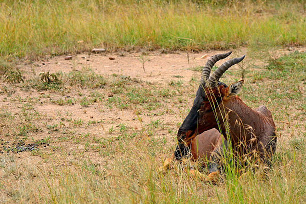 Topi in the Maasai Mara Game Reserve, Kenya.