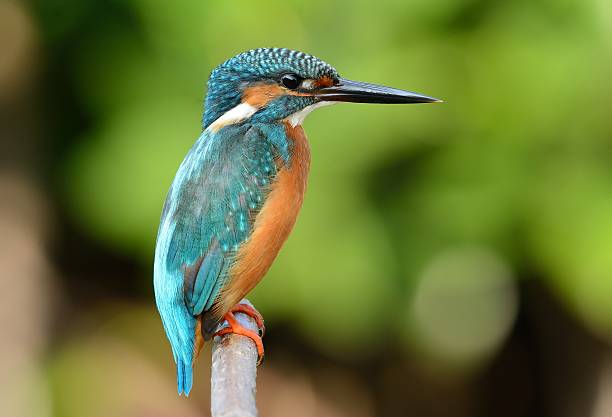 istock male common kingfisher 516787768