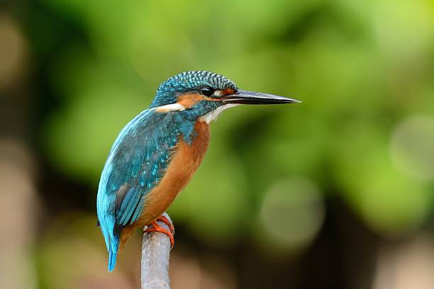 istock male common kingfisher 516788020