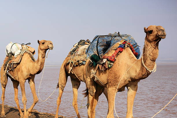 Afar herders lead caravans of dromedaries and donkeys from Hamed Ale hamlet to Lake Assale saltern-load salt blocks-transport them to market-Berahile town through Danakil desert. Afar region-Ethiopia.