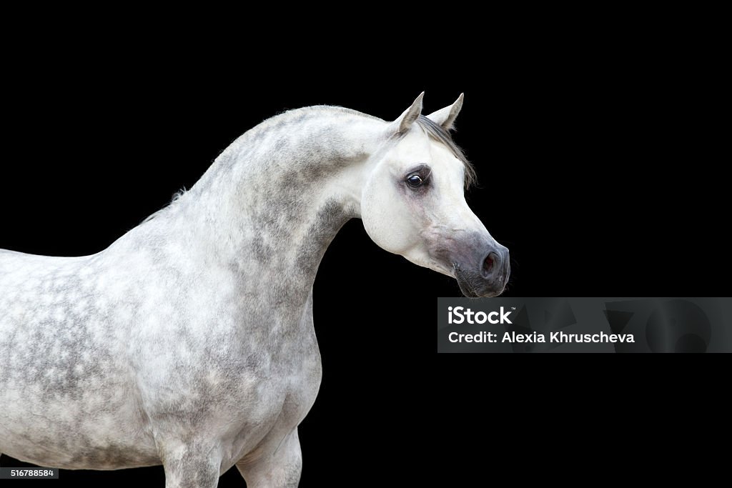 White horse isolated on black White horse isolated on black background Arabian Horse Stock Photo