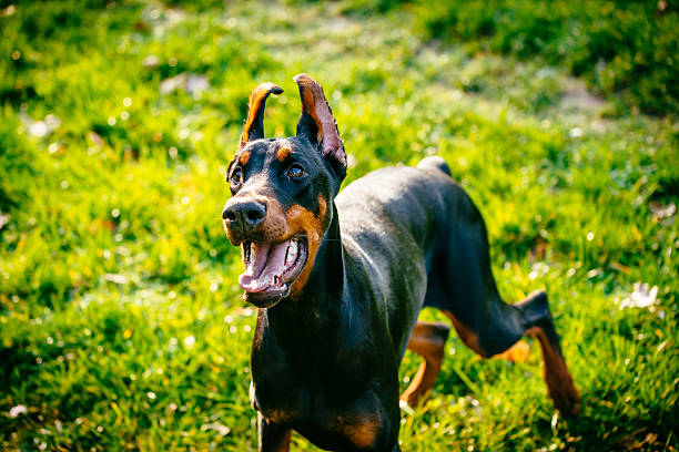 mujer doberman ladrido en parque en primavera soleado día - doberman fotografías e imágenes de stock