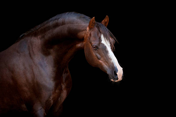 istock Brown horse isolated on black 516789496