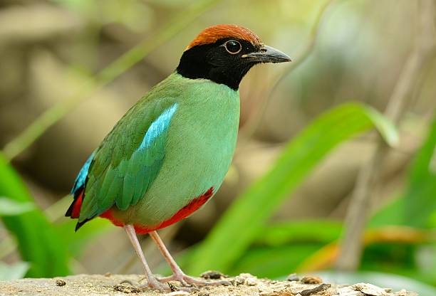 pitta incappucciata - hooded pitta foto e immagini stock