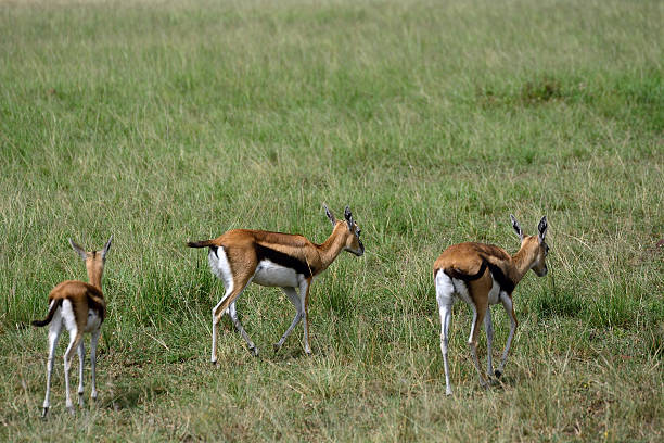 istock Thomson-gazelles, Maasai Mara Game Reserve, Kenya 516789608