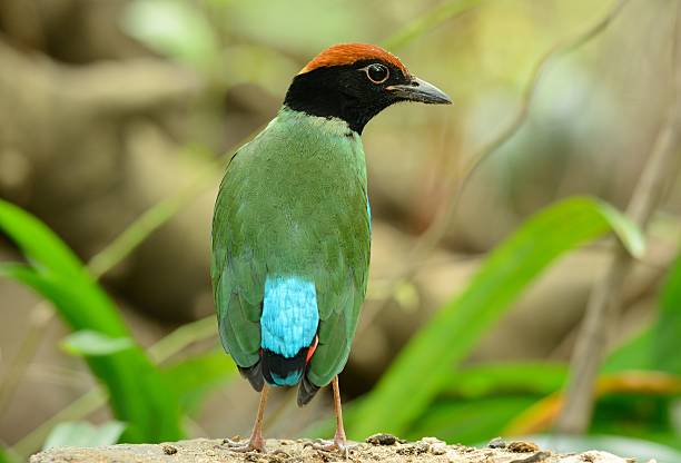 pita con cappuccio - hooded pitta foto e immagini stock