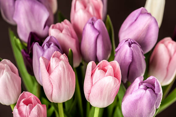 istock Colorful tulips close-up 516789850