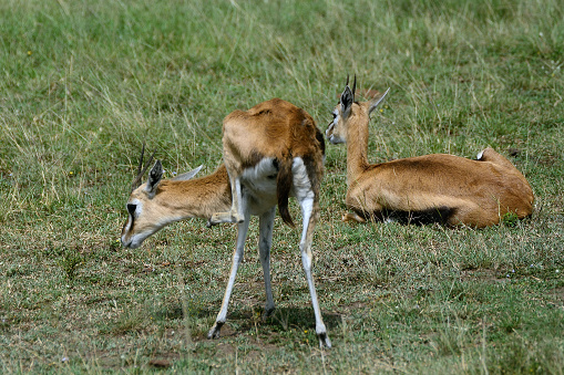 Thomson-gazelles in Maasai Mara Game Reserve, Kenya.