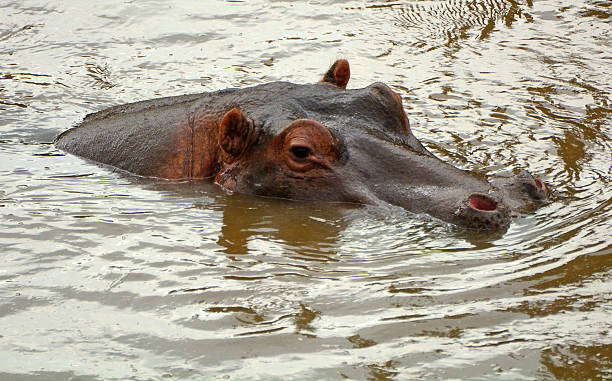 istock Hippo, Maasai Mara Game Reserve, Kenya 516790556