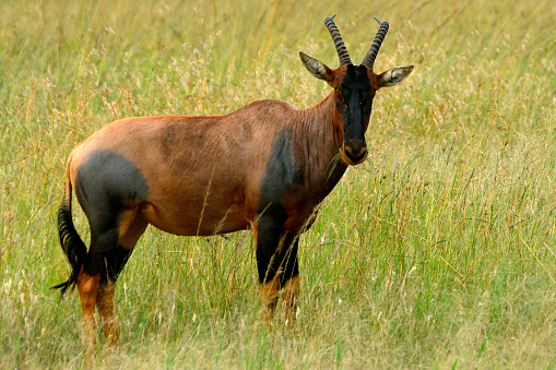 Topi in the Maasai Mara Game Reserve, Kenya.