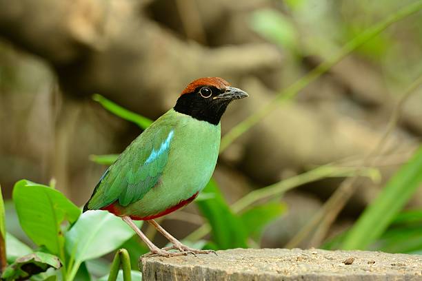 pita con cappuccio - hooded pitta foto e immagini stock