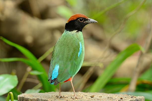 pita con cappuccio - hooded pitta foto e immagini stock