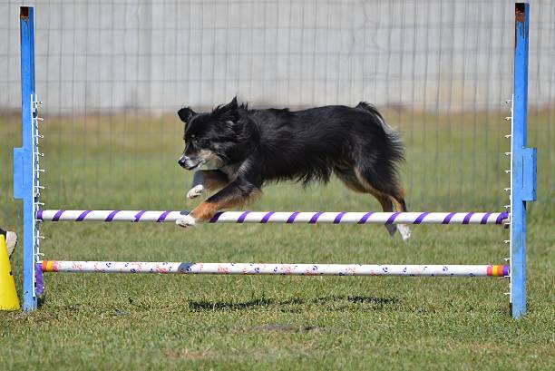 istock Miniature American (formerly Australian) Shepherd at Dog Agility Trial 516792082