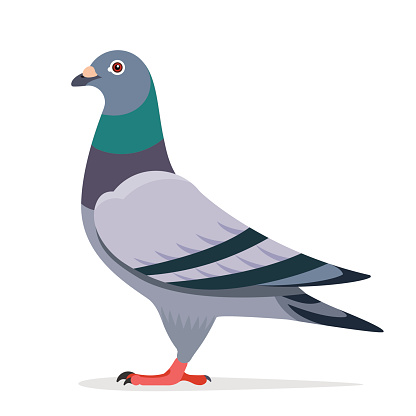 Pigeon bird vector character color flat illustration pigeon image