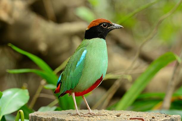 pita con cappuccio - hooded pitta foto e immagini stock