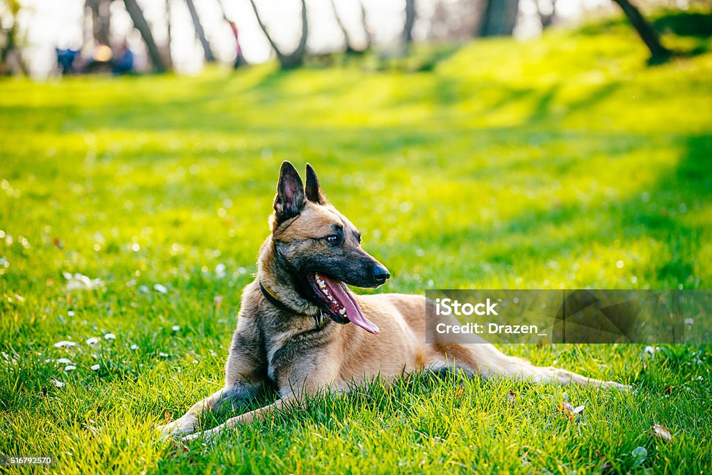 Beautiful male Belgian Malinois - Belgian Shepherd Young dogresting in the field on sunny day in the park. The Belgian Shepherd is a breed of medium-to-large-sized herding dog. Belgian Malinois exhibit energy levels that are among the highest of all dog breeds. Image is taken with Nikon D800 and 70-200 lens, developed from RAW in XXXL size. Locaion: Novi Sad, Serbia, Central Europe, Europe Activity Stock Photo