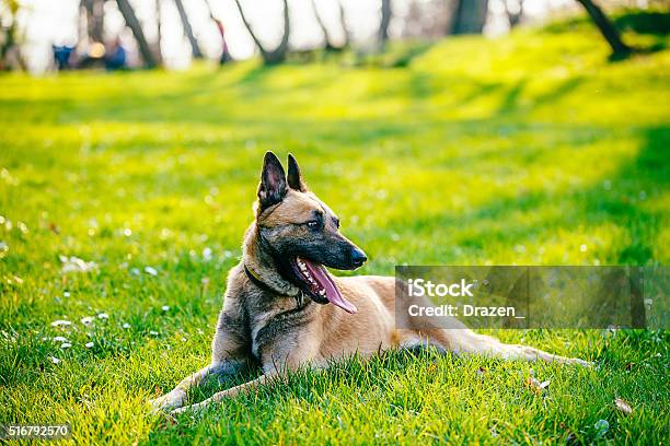 Beautiful Male Belgian Malinois Belgian Shepherd Stock Photo - Download Image Now - Activity, Animal, Animal Behavior