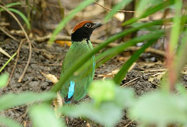 pita con cappuccio - hooded pitta foto e immagini stock