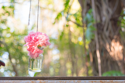 very cute pink flower in diy hanging glass bottle for vase in garden