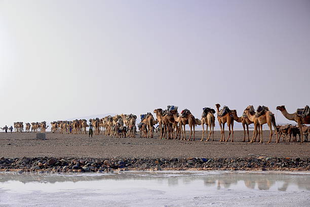 Danakil, Ethiopia-MARCH 28, 2013: Afar herders lead a caravan of dromedaries and donkeys from Hamed Ale hamlet to Lake Assale to load salt blocks and transport them to market-Berahile town on March 28, 2013