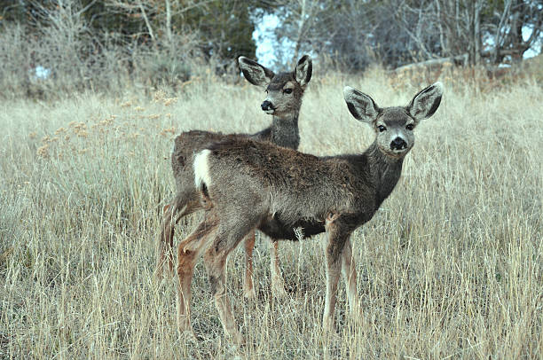 istock Twin Mule Deer Fawns in Field 516793908