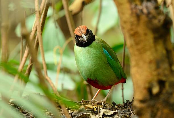 pita con cappuccio - hooded pitta foto e immagini stock