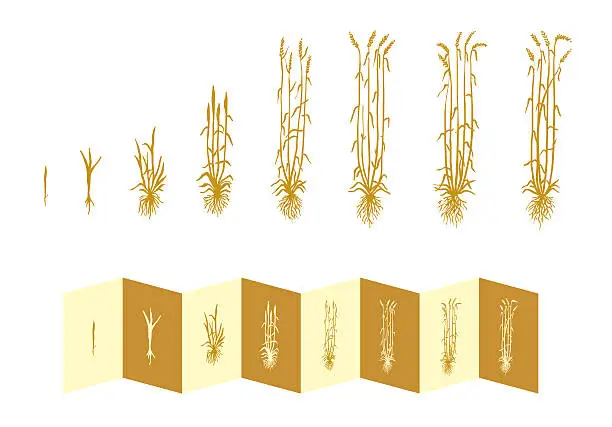 Vector illustration of Wheat Growth Stages