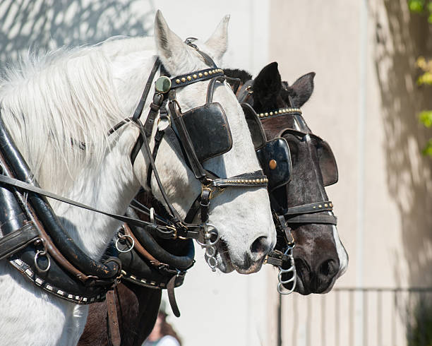 Mexico City Mexico, November 20 /2019 Mexican Revolution commemorative parade historic center Mexico City close-up of a horse parading in a celebration of the Mexican revolution in the streets of downtown