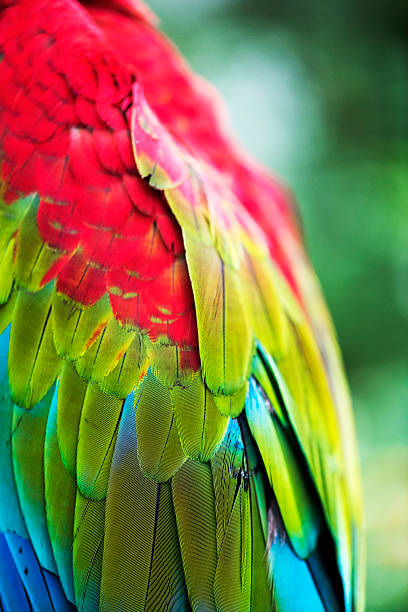 istock Close-up of bright red parrot wing 516794722