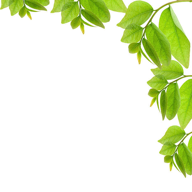istock Green leaves isolated on white background. 516794784