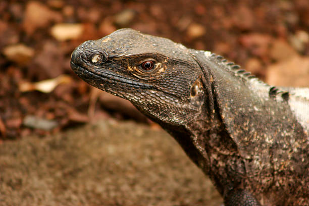 istock Iguana form Costa Rica 516796266
