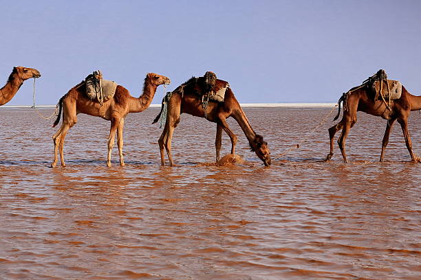 Afar herders lead caravans of dromedaries from Hamed Ale hamlet to Lake Assale saltern to load salt blocks and transport them to market in Berahile town through Danakil desert. Afar region-Ethiopia.